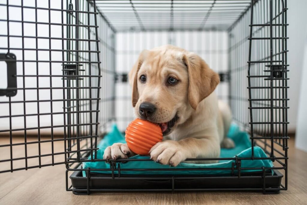 A happy puppy enjoying an enrichment toy in its crate, demonstrating a key part of a positive puppy schedule.