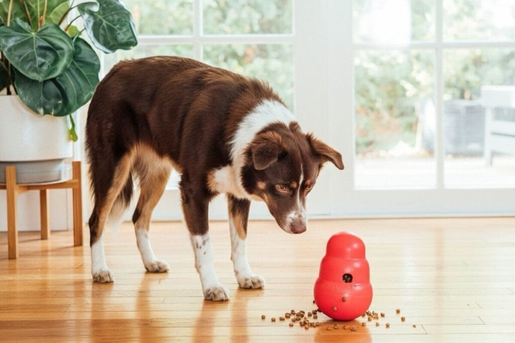 A dog using an enrichment puzzle toy, a humane and effective stop dog barking device for dogs that bark from boredom.